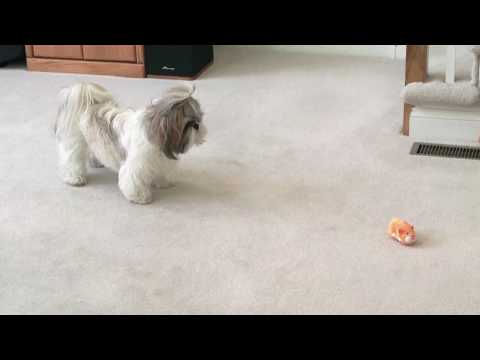 how to take care of a zhu zhu pet