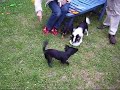 Tiponi (Welpe) tobt mit 2 Chihuahuas im Garten Tiponi (Welpe) tobt mit 2 Chihuahuas im Garten