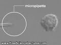 Neutrophil Chemotaxis