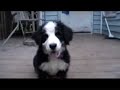 Bouchon, mon bouvier bernois de 3 mois