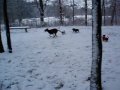 The two Yorkie´s Monchi and Frankie and the Frensh Bulldog Alice meets the Podenco Leon