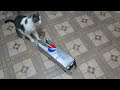 Funny Cat