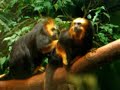 golden lion tamarin grooming