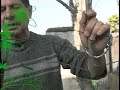 Poda de Ciruelo Poda de Ciruelo