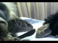 videos de Freya, Angel of Darkness