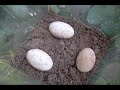 Found Turtle Eggs 8-15-08
