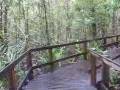 Foresta pluviale australiana
