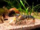 cherax zebra