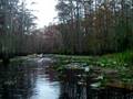 videos de Pedaling a Hobie through the Okefenokee Swamp