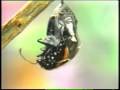 METAMORFOSIS