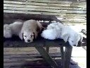 Sleepy puppies