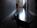 Bull Terrier Miniatura video
