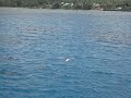 Dolphins Dolphins