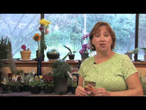 how to transplant oriental poppies