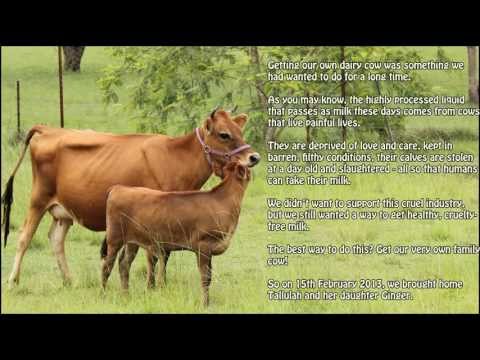 how to care cow