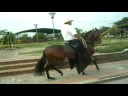 Caballo Onasis de la caba�a (I)