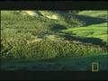 Ay� ve Bizon m�cadelesi belgeseli video.
