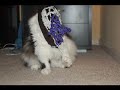 Instructional Video: From the internet.