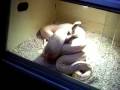 videos de After the kill - big python eating