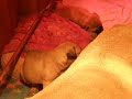 Bullmastiff puppies