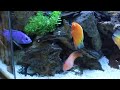 I am selling this tank on Craigslist: dallas.craigslist.org Cichlid Community of Highly colorful African, North American, South American, Nicaraguan, Surinam, India .... fishes are doing great and fairly peaceful (given its a 