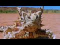Fish and frogs living out of water - BBC