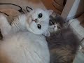猫だんごとペロペロ　その２
