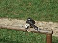 Marineland Spain Hiszpania Palafolls 2008 Papugi Parrot 3/5