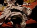 videos de Luca Likes Socks