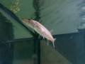videos de Baby Grass Pickerel