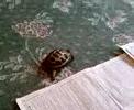 Horsfield Tortoise - George