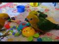 videos de 7 week old baby jenday conure parrots