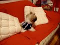 Shih Tzu Megh