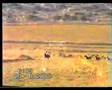 الفرس رماح سباق كفر كنا 2003