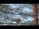victorious-generals-welcomed-19450611-1945.html