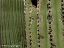 Saguaro Cactus