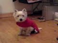 westie sliding westie sliding