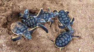 West Pilbara Turtle Project