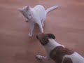 Zorro versus Casper
