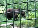Braunbär in der Fasanerie Wiesbaden