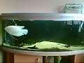 ozzie swimming