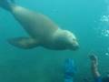 Scuba Diving in the Patagonia with Sea lions