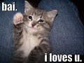Smart cats, funny cats and just plain dumb cats