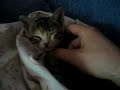 Tired cat Tired cat