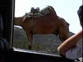 Hard working yemeni camel