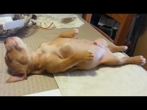 YouTube: cachorro sí sabe lo que es tomarse una siesta