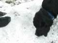 videos de Lawinenhund in Ausbildung