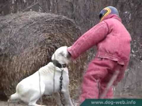 asian dog fight