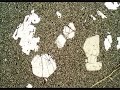 Petrologia Magmática (Tópico 2 Texturas, Video 1)