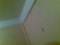 Videocast #1